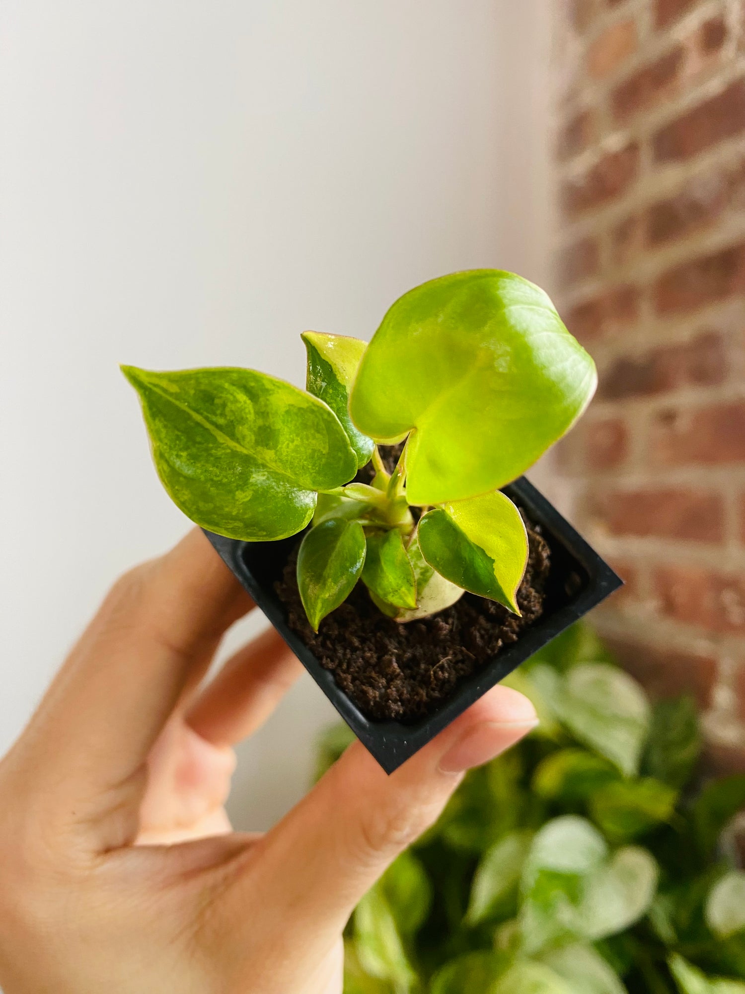 Philodendron Billietiae Variegated 