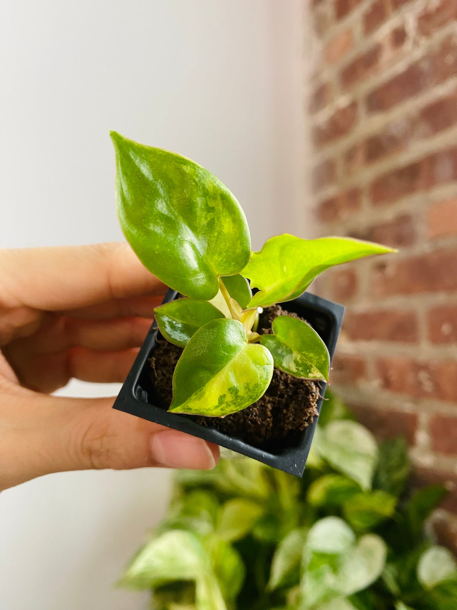 Philodendron Billietiae Variegated 