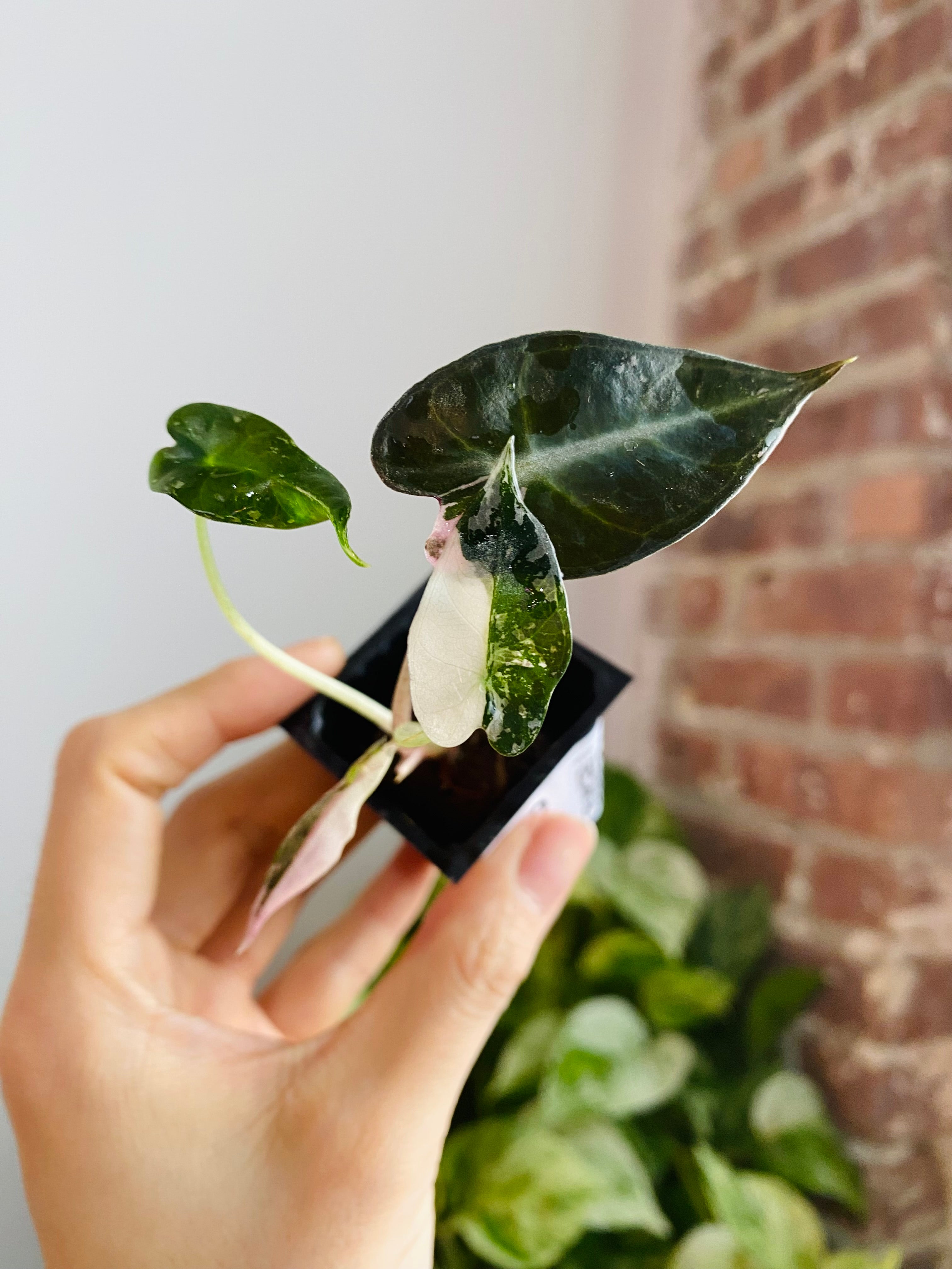 Alocasia Bambino Pink Variegated 