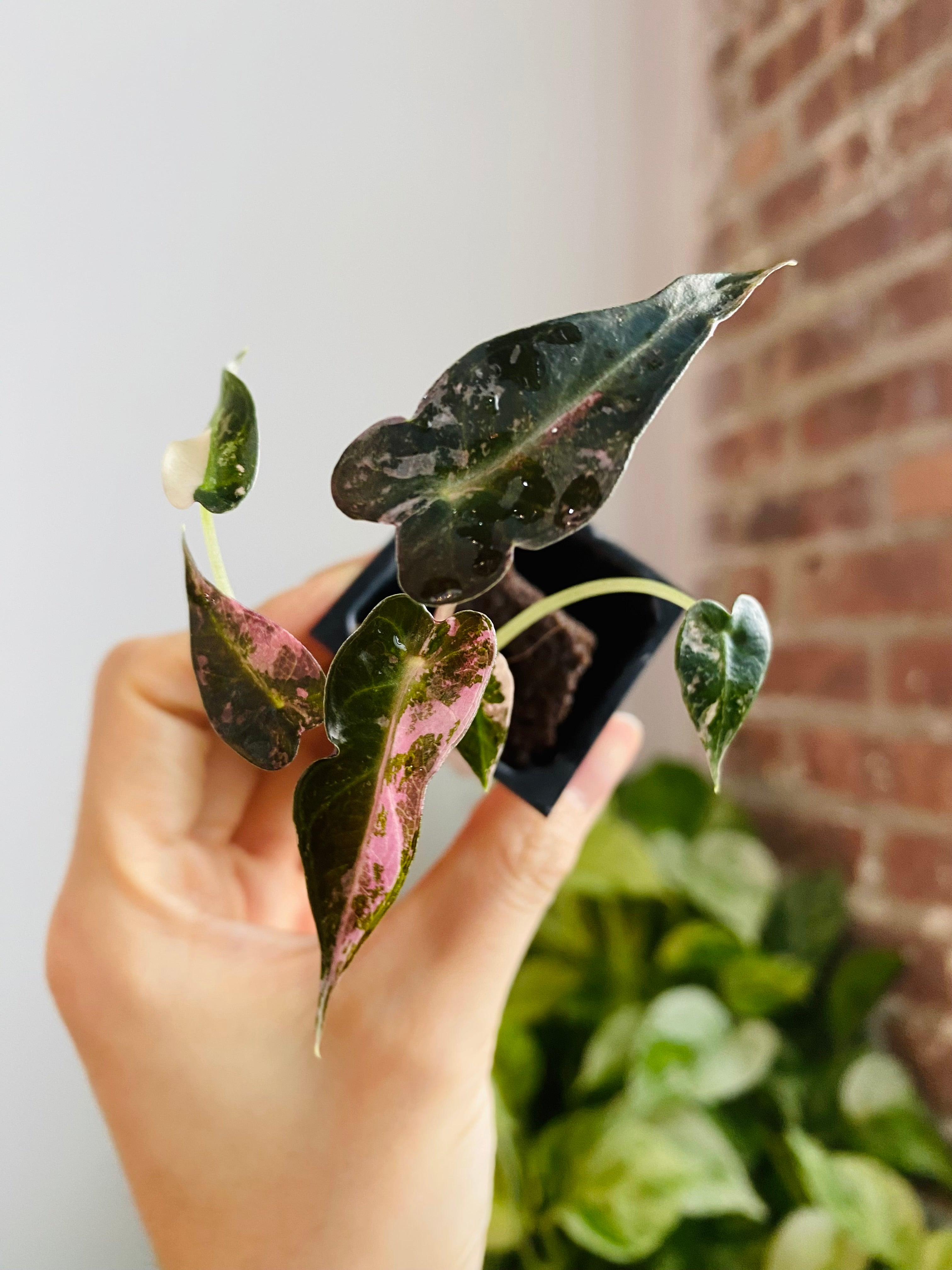 Alocasia Bambino Pink Variegated 