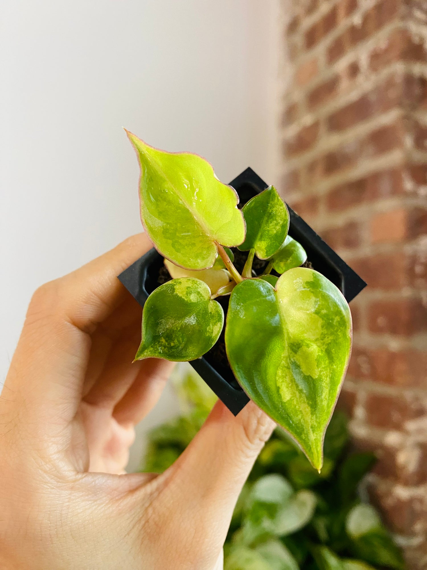 Philodendron Billietiae Variegated 