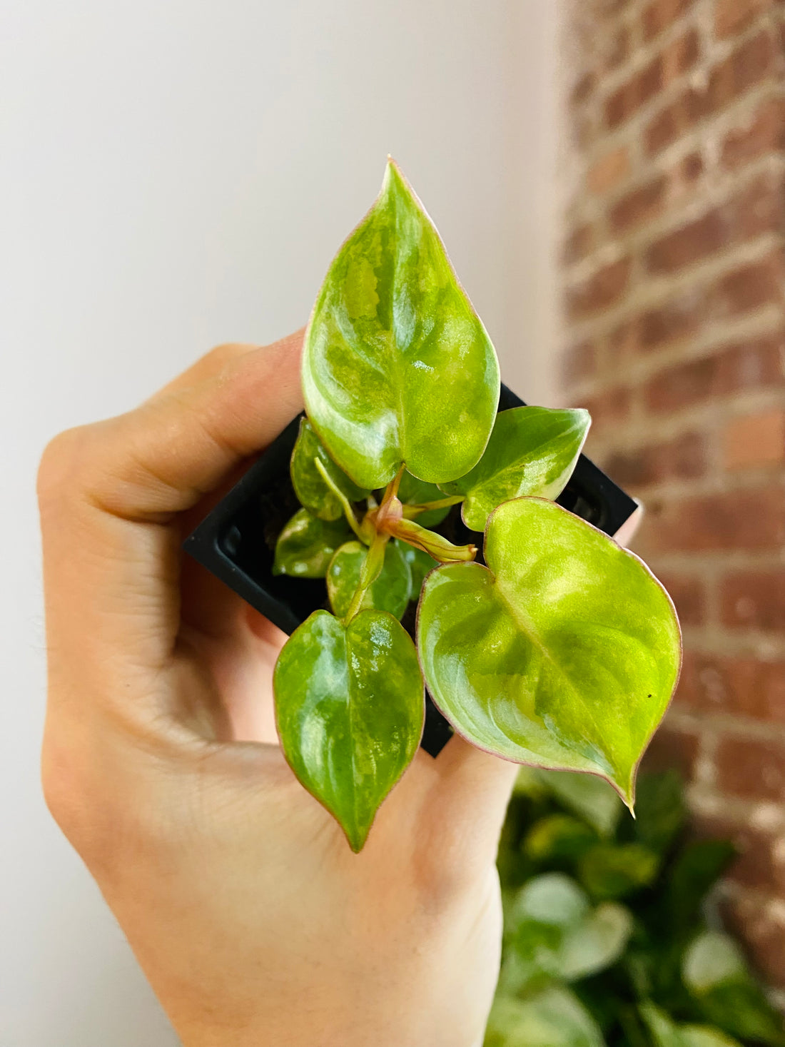 Philodendron Billietiae Variegated 