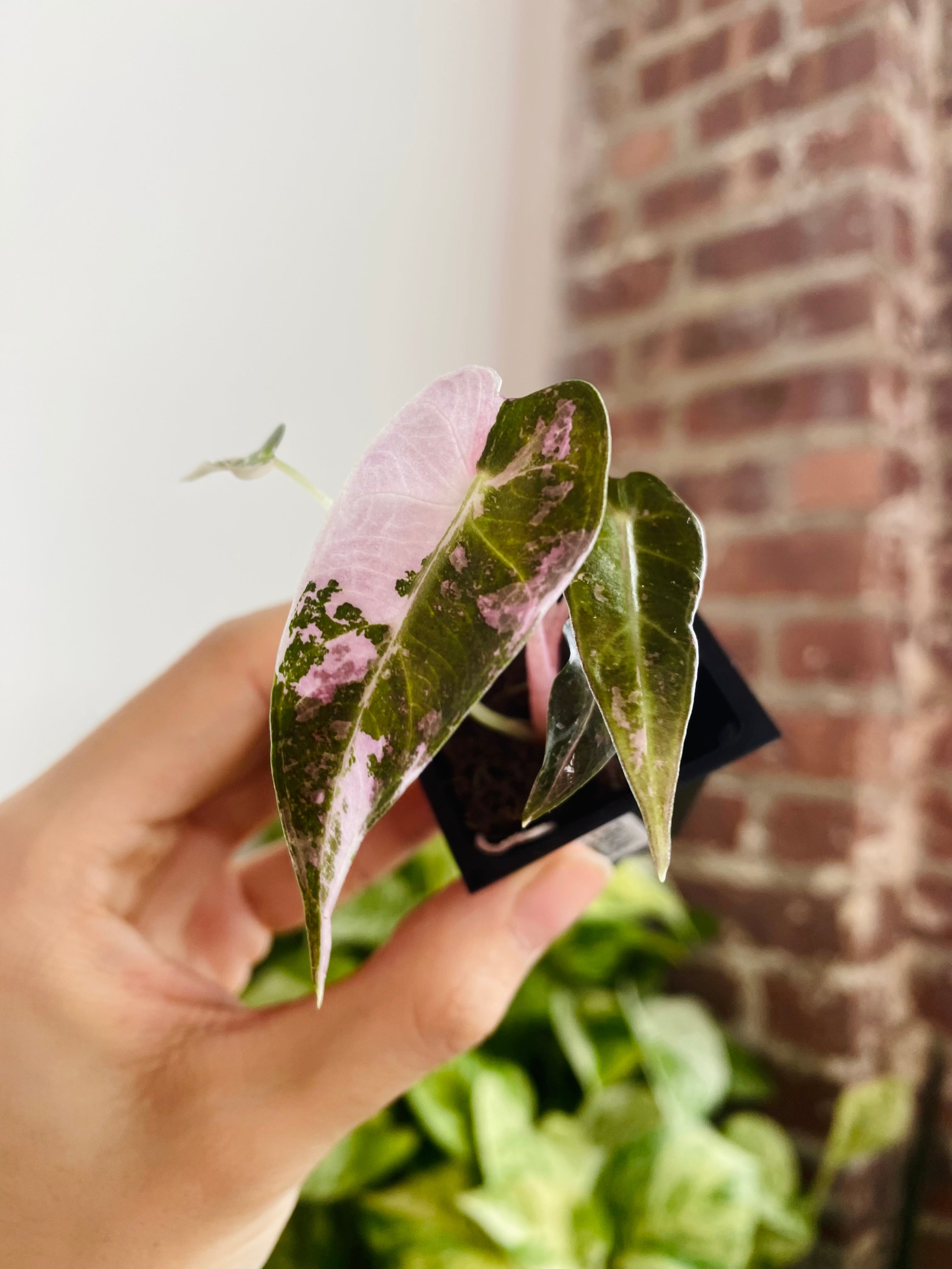 Alocasia Bambino Pink Variegated 