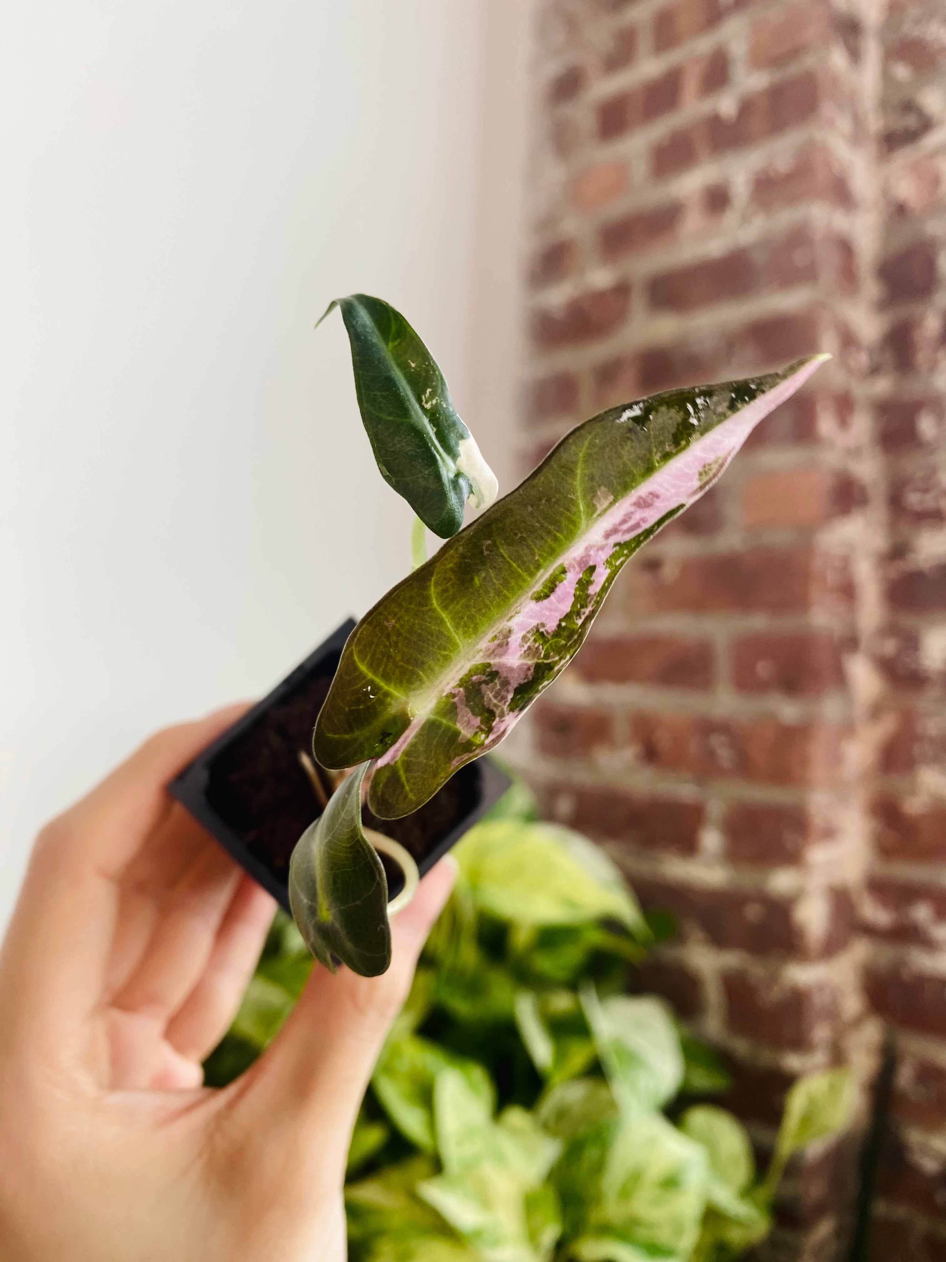 Alocasia Bambino Pink Variegated 