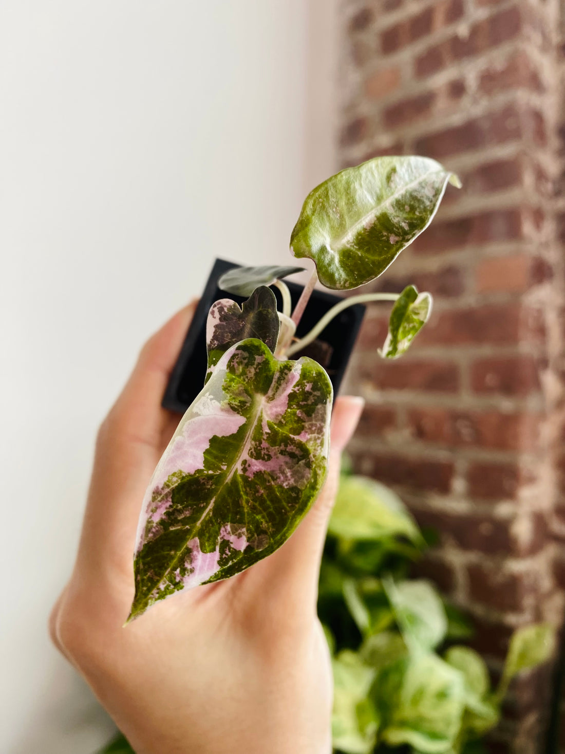 Alocasia Bambino Pink Variegated 