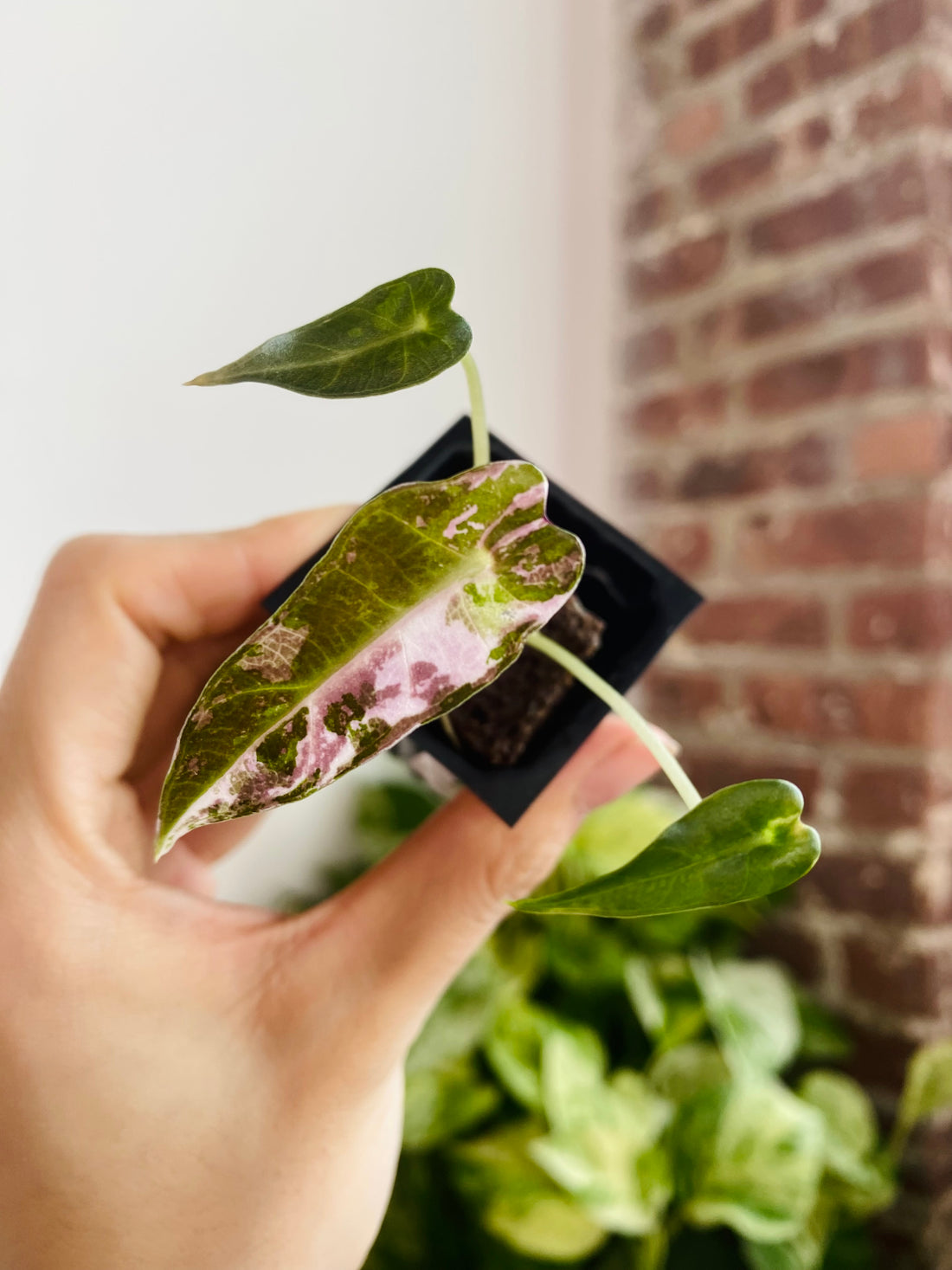 Alocasia Bambino Pink Variegated 