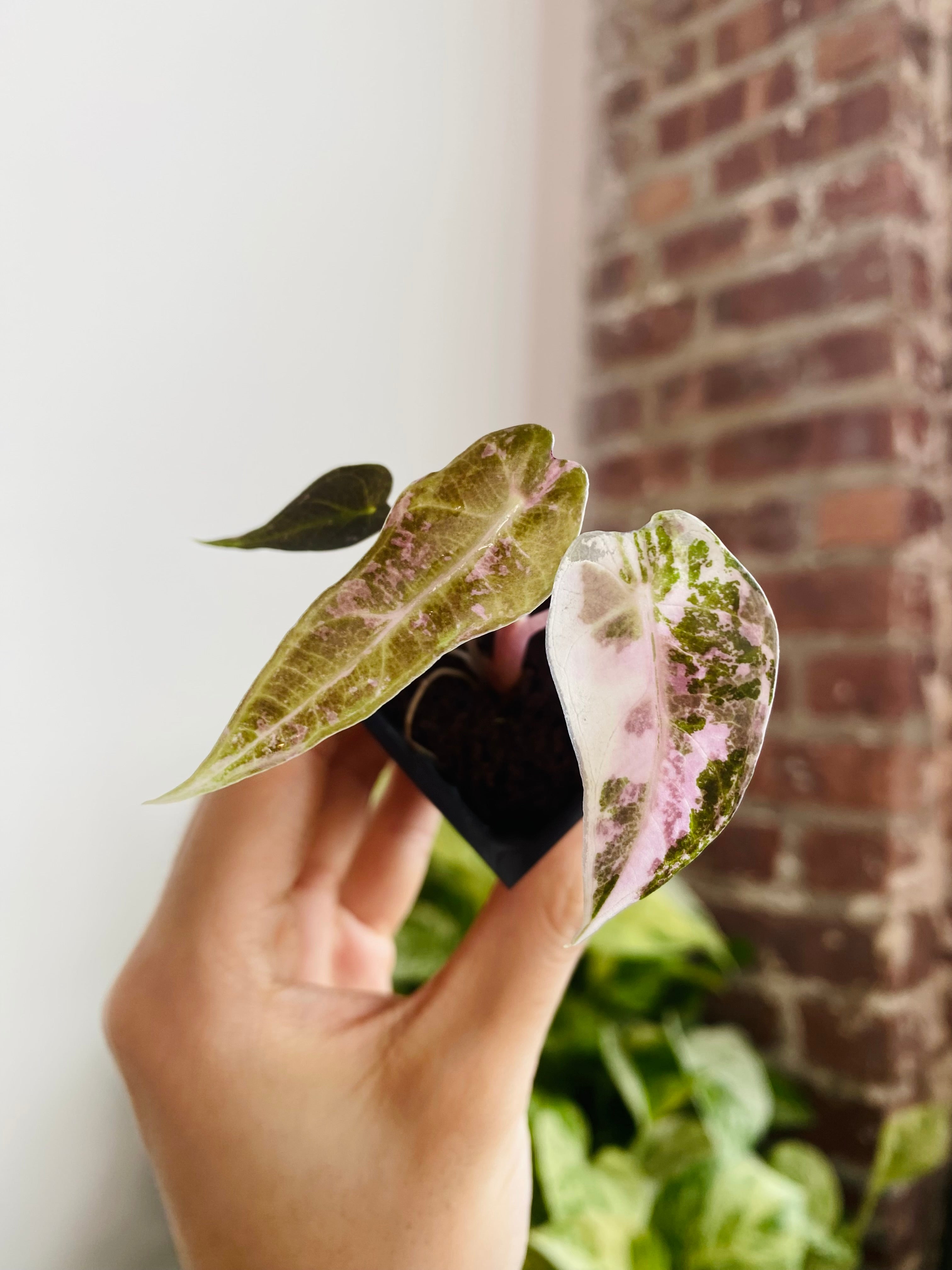 Alocasia Bambino Pink Variegated 