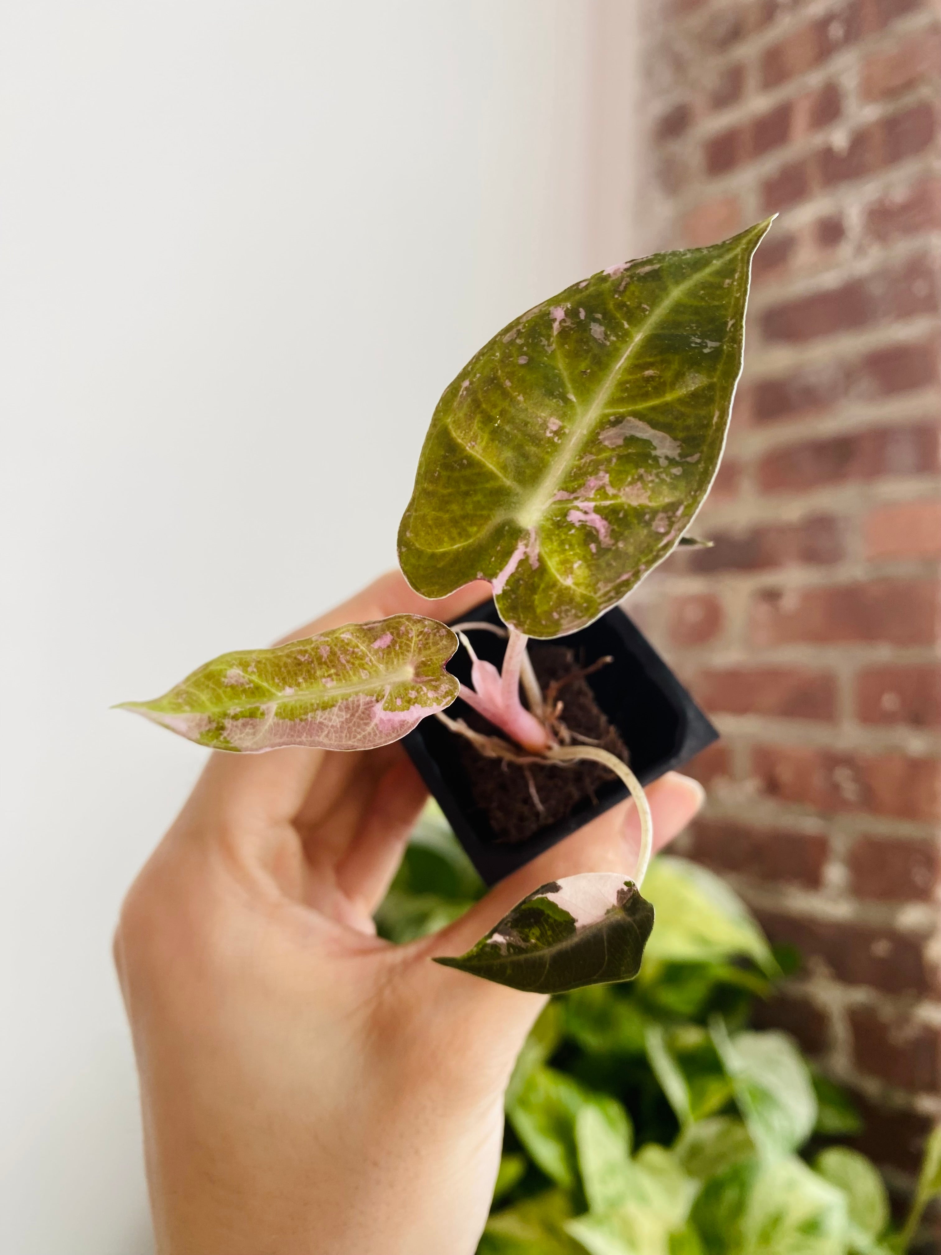 Alocasia Bambino Pink Variegated 