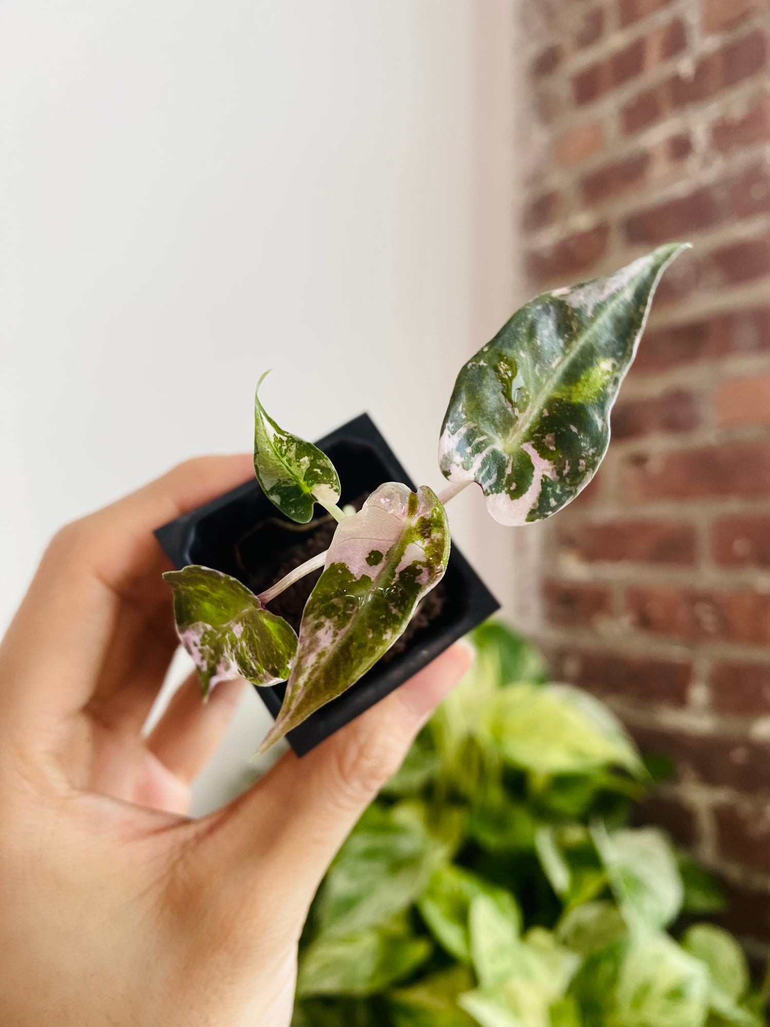 Alocasia Bambino Pink Variegated 