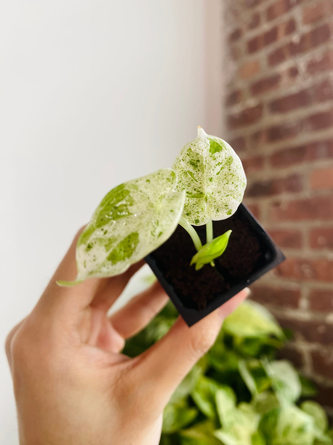 Alocasia Dragon Scale Mint Variegated 