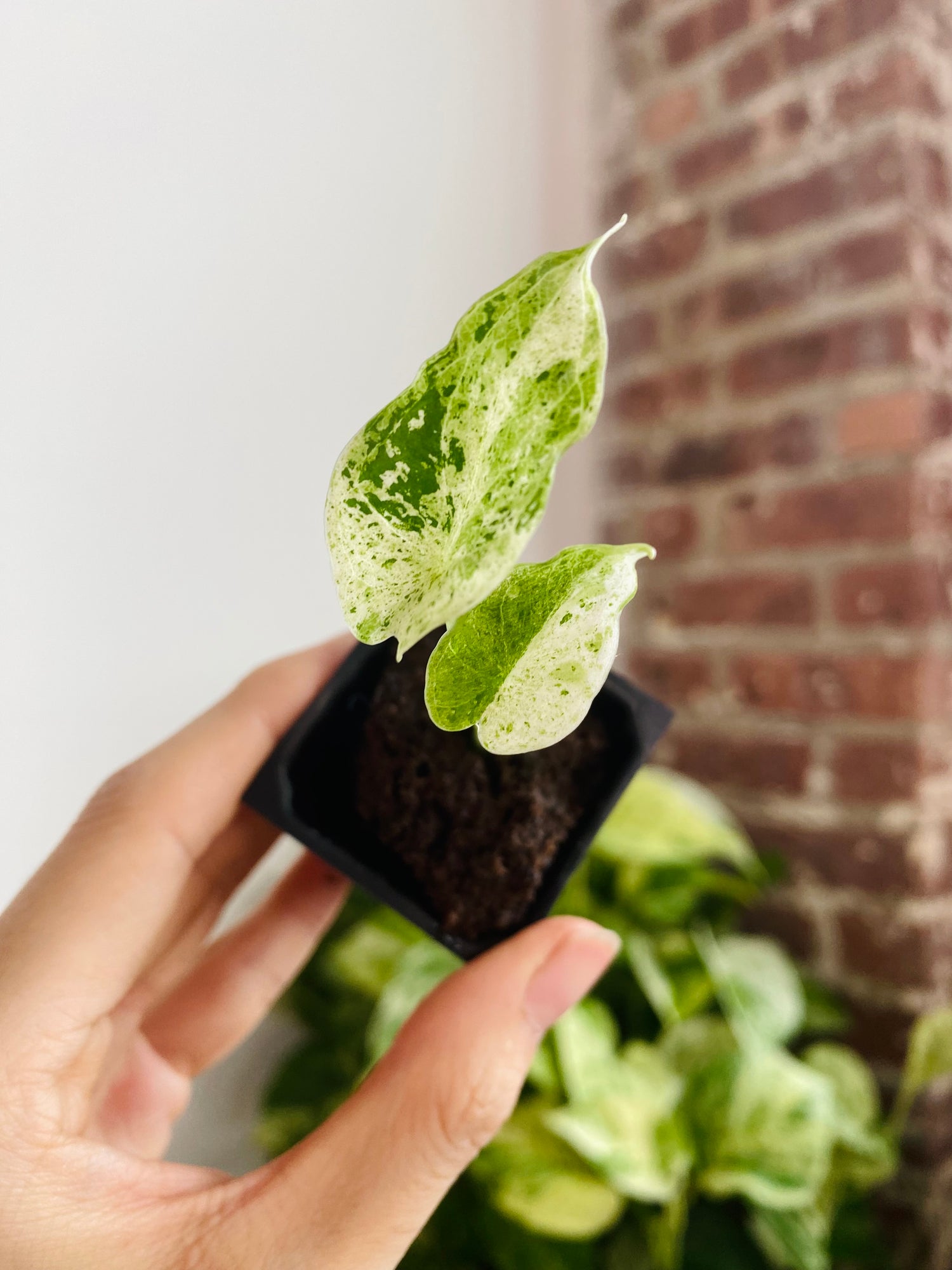 Alocasia Dragon Scale Mint Variegated 