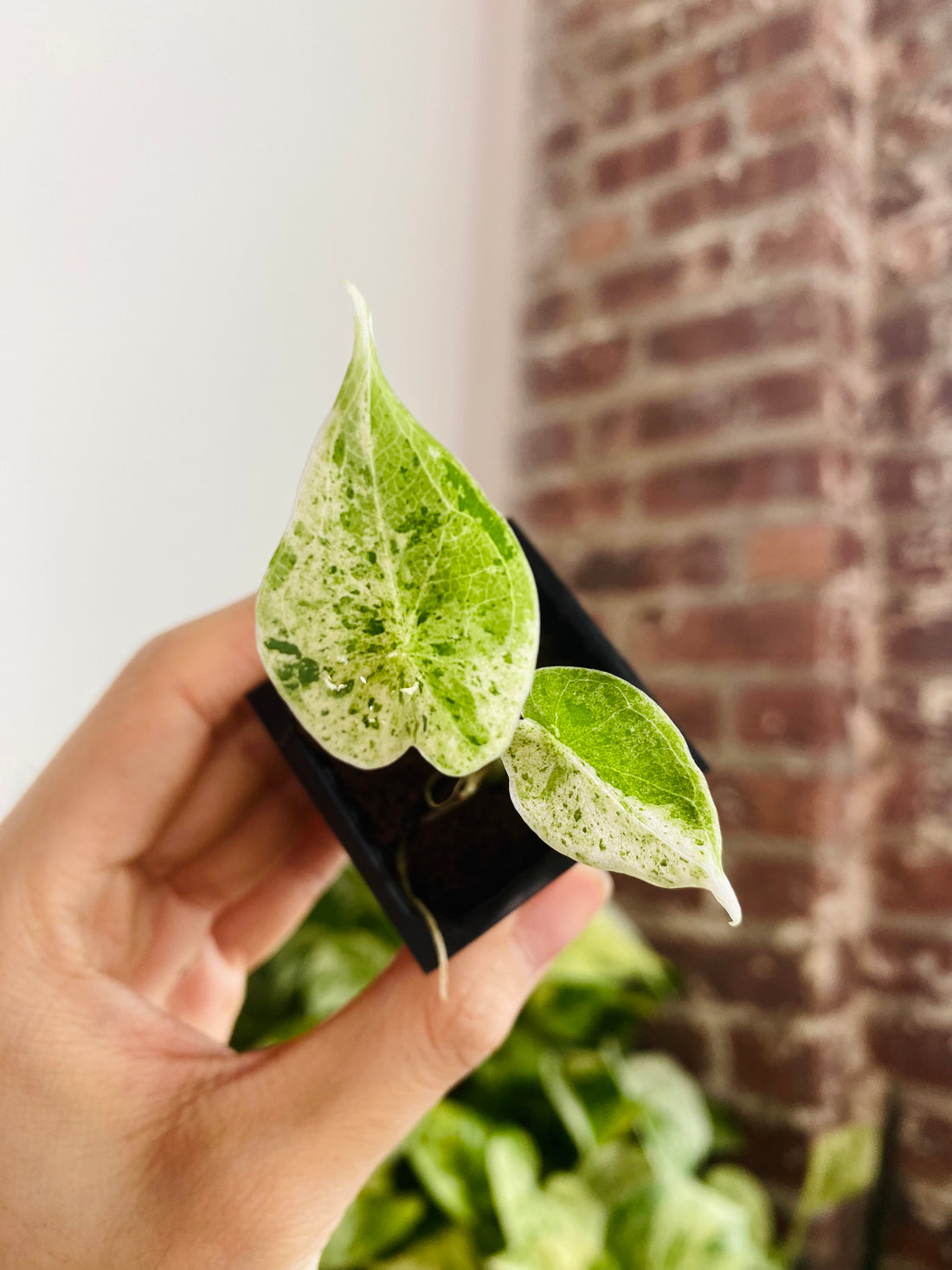 Alocasia Dragon Scale Mint Variegated 