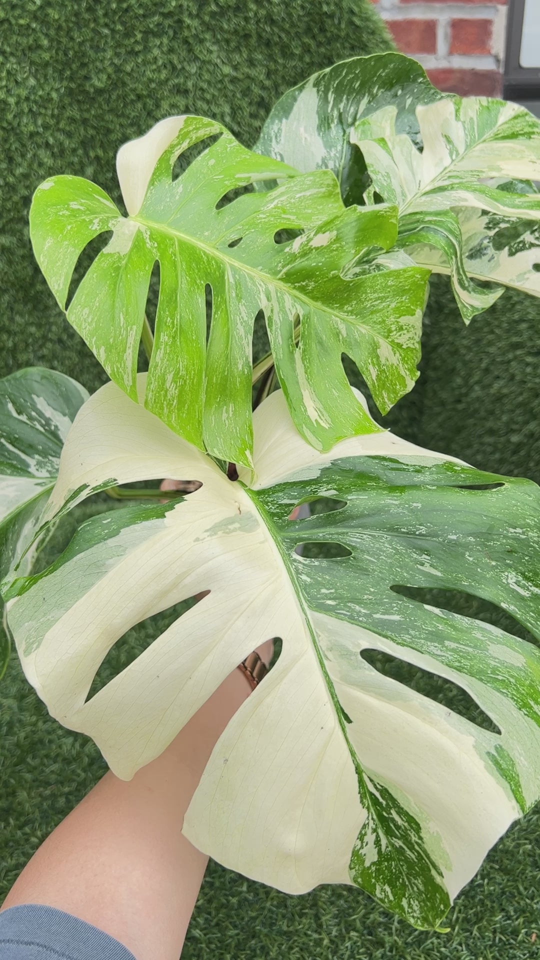 Monstera Albo Borsigiana Variegata Cutting *Premium*