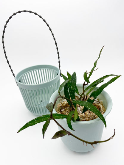 Self Watering Plastic Hanging Planter - Set of 3 | Hoya Planter | Semi Hydroponic/ Passive Hydroponic Pot