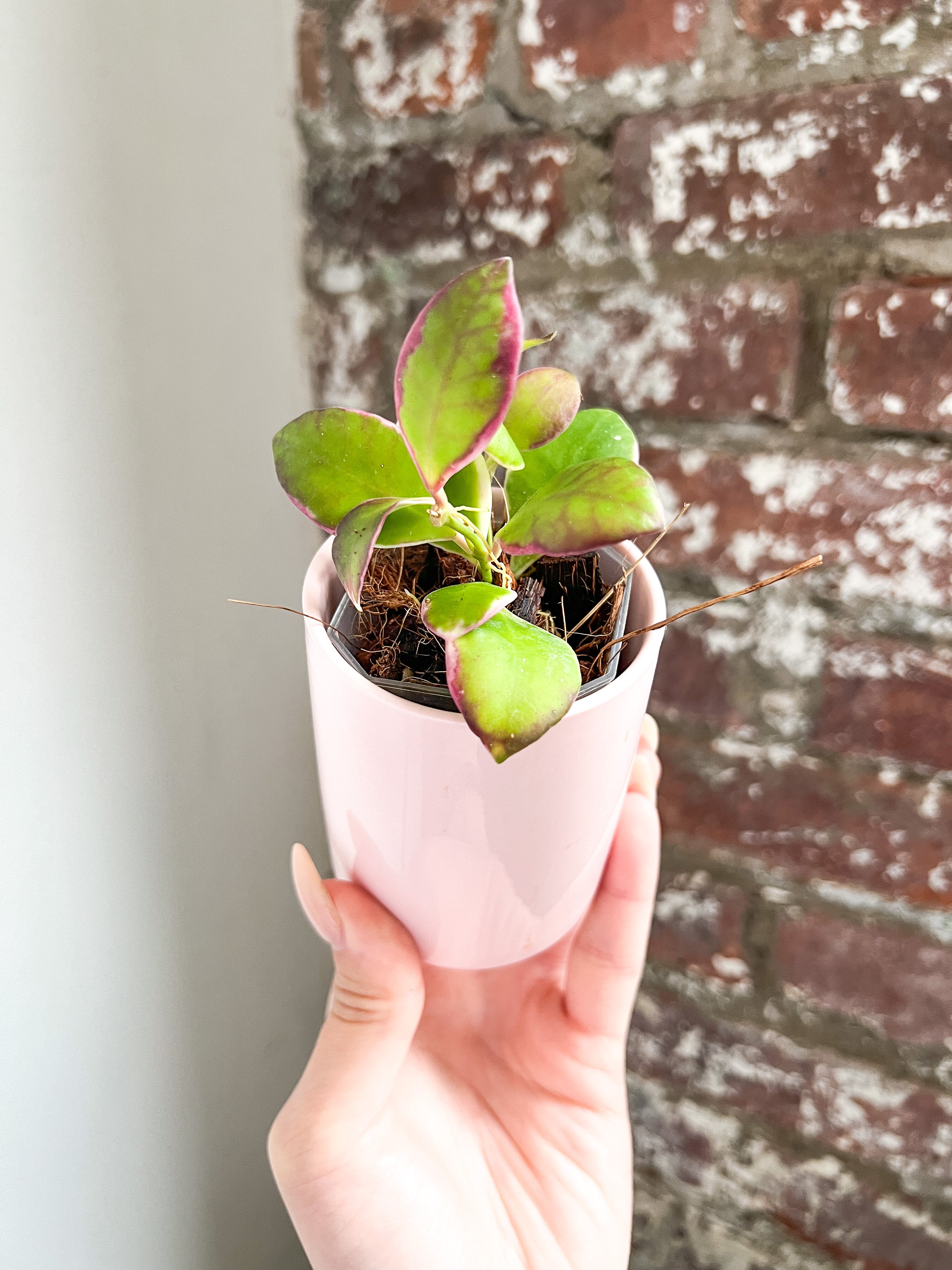 Pink Ceramic Planter with Drainage